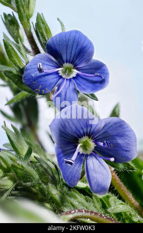 petite fleur de veronica bleue rampante Banque D'Images