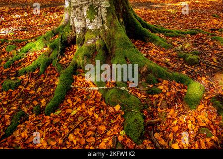 Otoño en la selva de Irati, sendero de Anbulolatz, Pirineo navarro, Espagne Banque D'Images