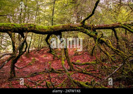 Otoño en la selva de Irati, sendero de Anbulolatz, Pirineo navarro, Espagne Banque D'Images