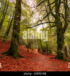 Otoño en la selva de Irati, sendero de Anbulolatz, Pirineo navarro, Espagne Banque D'Images