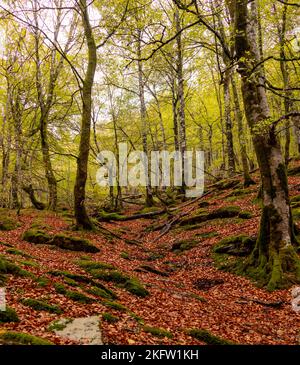 Otoño en la selva de Irati, sendero de Anbulolatz, Pirineo navarro, Espagne Banque D'Images