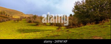 Otoño en la selva de Irati, sendero de Anbulolatz, Pirineo navarro, Espagne Banque D'Images