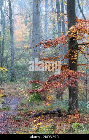 Un chemin étroit à travers une forêt brumeuse en automne Banque D'Images