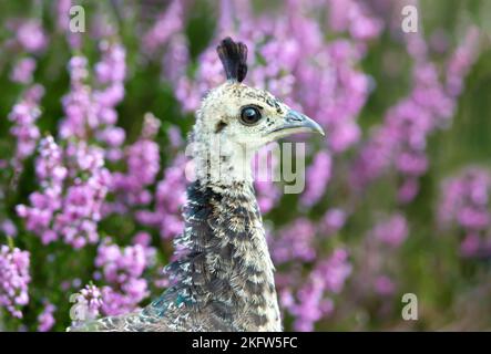 Gros plan d'un Peachick dans la bruyère rose, Royaume-Uni. Banque D'Images
