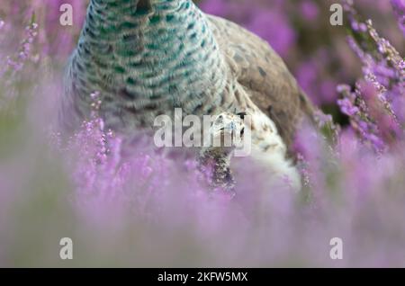 Gros plan d'un Peachick dans la bruyère rose, Royaume-Uni. Banque D'Images