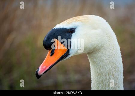 Gros plan sur la tête d'un cygne blanc, le jour du printemps Banque D'Images