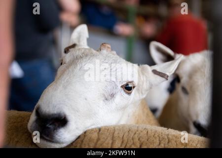 Hill Cheviot vente au marché aux enchères de Lockerbie, septembre 2021. Banque D'Images