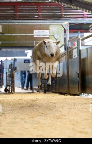 Hill Cheviot vente au marché aux enchères de Lockerbie, septembre 2021. Banque D'Images