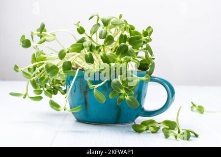 Pousses de tournesol dans une tasse en céramique bleue et sur la table. Arrière-plan blanc. Banque D'Images