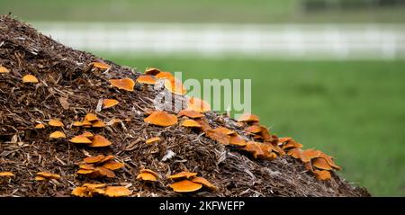 Une grande troupe de champignons polypores (Meripilus giganteus) poussant sur un tas de fumier Banque D'Images