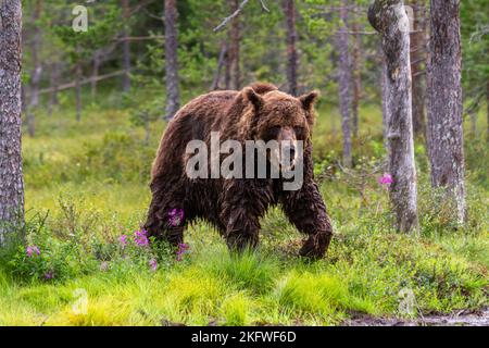 Un ours brun (ursus arctos) marchant dans la nature autour des fleurs à Kuhmo, dans l'est de la Finlande Banque D'Images