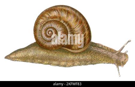 Escargot romain Helix pomatia, (livre de zoologie, 1913), Weinbergschnecke Banque D'Images