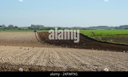 Labour d'automne avec le tracteur suivi de l'alimentation des oiseaux - John Gollop Banque D'Images