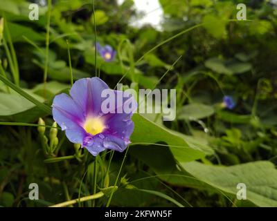 Ipomoea indica appartient à la famille des plantes Convolvulaceae et est reconnue par divers noms communs, dont l'un est la fleur Blue Morning Glory. Banque D'Images