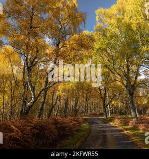 Forêt de bouleau argenté (betula pendula) aux couleurs automnales, Glen Feshie, parc national de Cairngorms, Écosse. Banque D'Images