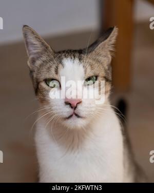 Gros plan de la maison de tabby mignon chat felis catus avec l'expression de la stern humoristique sur le visage Banque D'Images