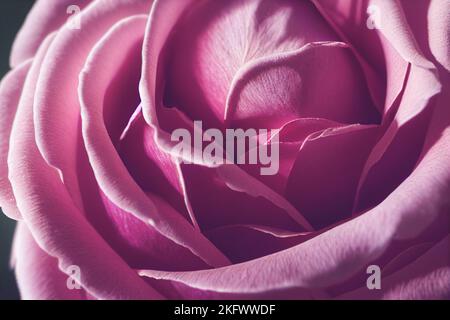 Superbe gros plan de fleurs roses en arrière-plan. Banque D'Images