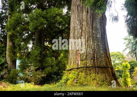 Arbre sacré de Dieu avec corde autour dans la forêt de sanctuaire du Japon seul Banque D'Images