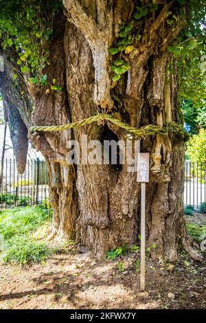 Arbre sacré de Dieu avec corde autour dans la forêt de sanctuaire du Japon seul Banque D'Images