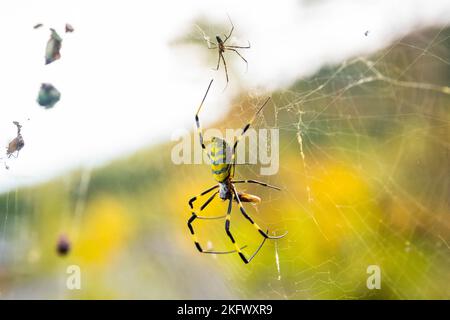 Belle araignée jaune japonaise Joro dans le filet de près Banque D'Images