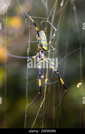 Belle araignée jaune japonaise Joro dans le filet de près Banque D'Images