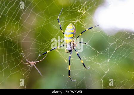 Belle araignée jaune japonaise Joro dans le filet de près Banque D'Images