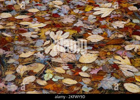 Feuilles d'automne tombées sur un étang saisonnier à High point State Park, New Jersey. Banque D'Images