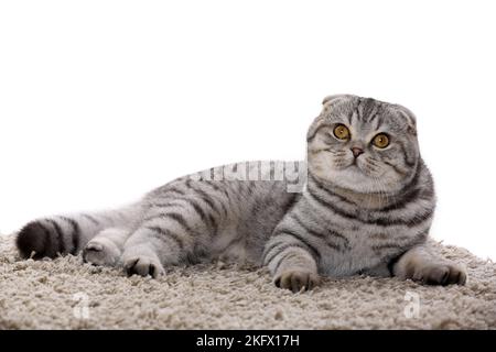 Les jeunes Scottish Fold Banque D'Images