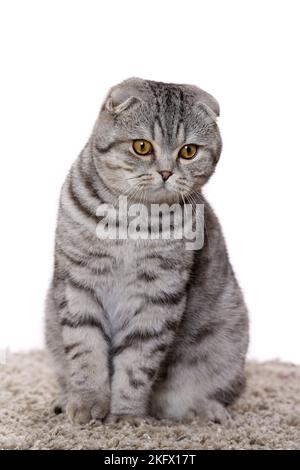 Les jeunes Scottish Fold Banque D'Images