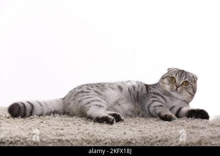 Les jeunes Scottish Fold Banque D'Images