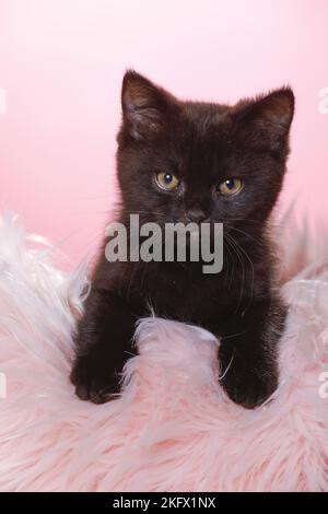 Chaton British Shorthair Banque D'Images