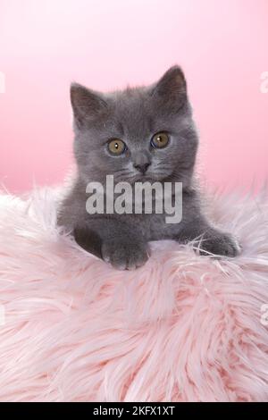 Chaton British Shorthair Banque D'Images