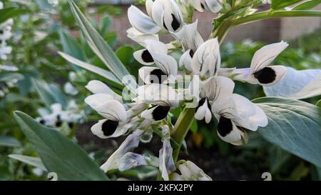 Blanc avec des fleurs noires de haricots larges ou de féveres fava ou de féveres faba ou de haricots de campagne (Vicia faba) Banque D'Images