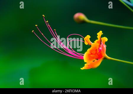 Fleur royale de Poinciana également connue sous le nom de Flam-boyant, et l'arbre de la flamme en pleine fleur reflétant la lumière naturelle dans natures vert fond. Banque D'Images