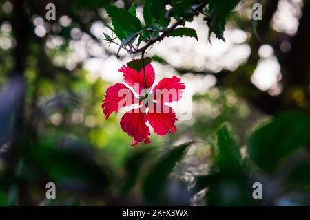 Fleur d'hibiscus connue sous le nom de fleur de chaussure, familièrement, Malvaceae, hibiscus chinois, rose de Chine, Hibiscus hawaïen, bouleve en pleine floraison au printemps Banque D'Images