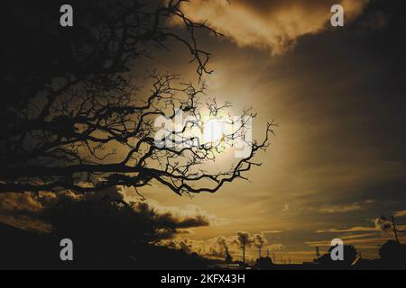 Un paysage hypnotisant d'un coucher de soleil doré sur Trinité-et-Tobago depuis derrière une silhouette d'arbre Banque D'Images