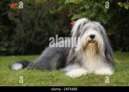 Lying Bearded Collie Banque D'Images