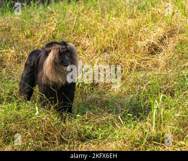 Un singe Lion Head marchant sur terre Banque D'Images