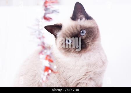 bonne année avec cat Banque D'Images