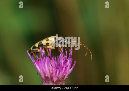 Gros plan naturel sur un coléoptère de longhorn tacheté, Rutpela maculata assis sur une fleur de chardon violet Banque D'Images