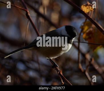 Petite chiche à capuchon noir perchée sur une branche le jour de l'automne. Banque D'Images