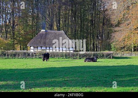 Vaches et veau, ferme / chalet Abernodwydd. Musée national de l'histoire de St Fagans. Amgueddfa Werin Cymru. Prise en novembre 2022. Automne Banque D'Images