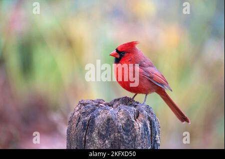 Un joli cardinal du nord perçant sur un poste de clôture à Central Park Banque D'Images