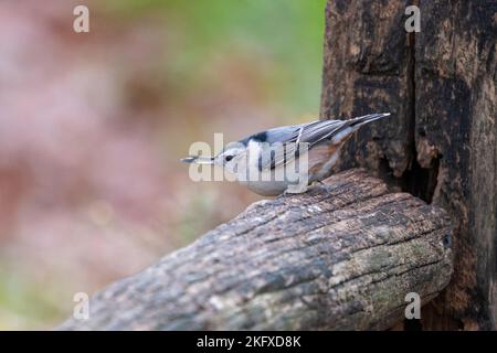 Nuthatch à la poitrine blanche perchée sur un poteau de clôture Banque D'Images