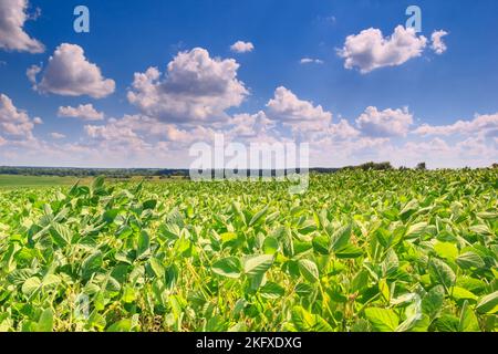 Paysage rural - champ de la graine de soja (Glycine max) dans les rayons soleil d'été sous le ciel avec des nuages Banque D'Images