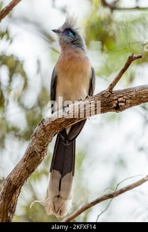 Coua à crête - Coua cristata, magnifique oiseau endémique unique de Madagascar forêt sèche – Kirindy. Banque D'Images