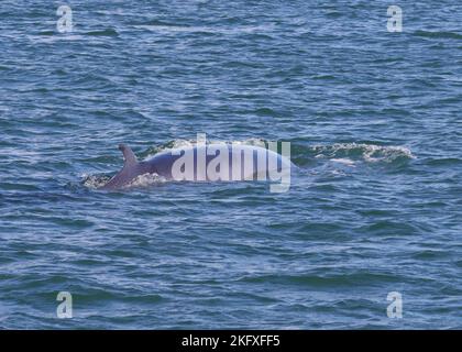 Vue sur la surface d'une baleine de Minke lors d'une excursion d'observation des baleines dans la baie de Fundy. Banque D'Images