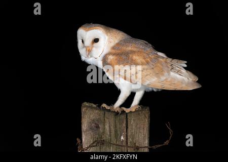 Barn Owl (Tyto alba) photographié la nuit dans les terres agricoles Banque D'Images