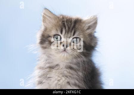 Portrait de British Longhair Kitten Banque D'Images