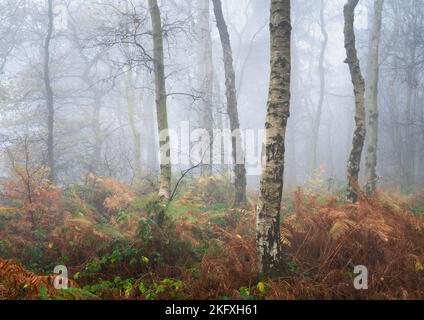 Les couleurs d'automne remplissent la sous-croissance d'un copse de bouleau sur le Chevin d'Otley pendant une matinée de la fin novembre enveloppée de brouillard épais. Banque D'Images